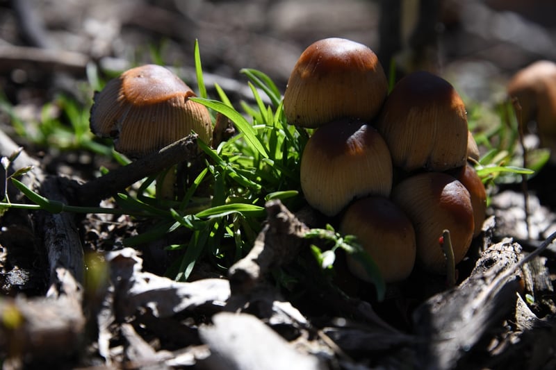Tiny wonders