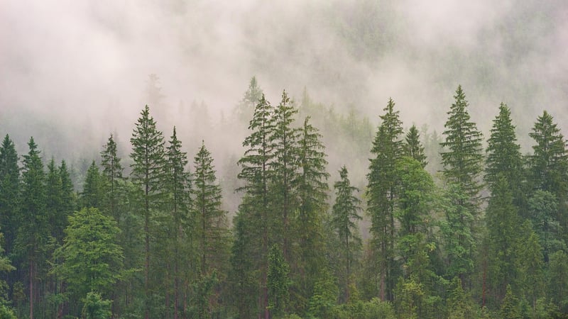 Cedar Tree