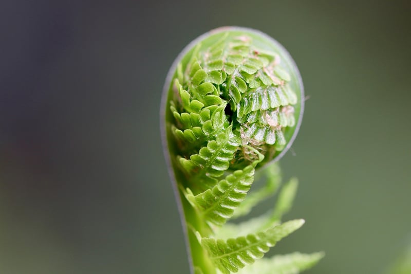 Starlight Fern